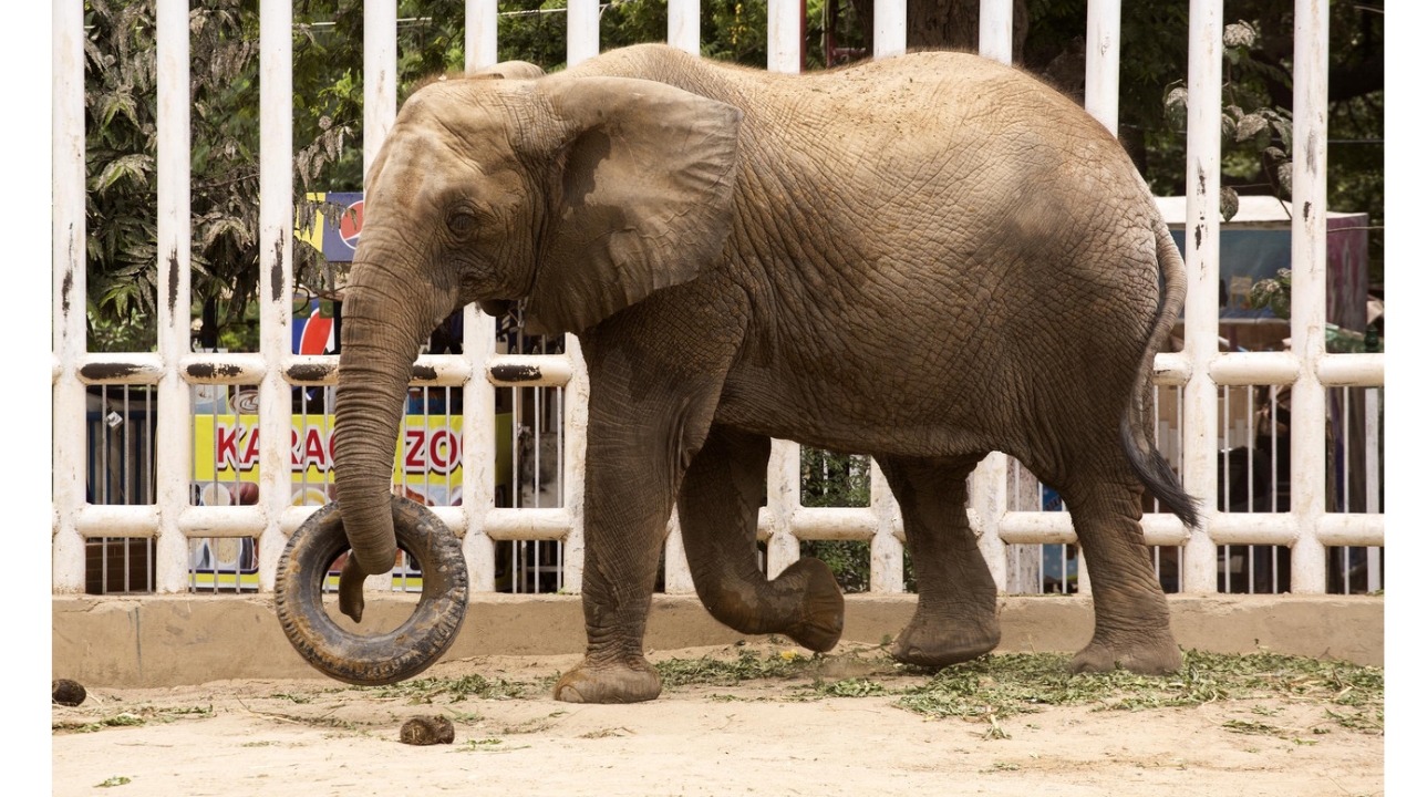 Madhubala carregava um pneu que se tornou um dos principais objetos de companhia durante os anos de isolamento no zoológico de Karachi (foto: FOUR PAWS/Divulgação)
