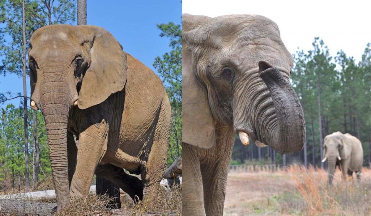 Após 18 anos no Circus Flora, elefanta deixa o picadeiro, passa por zoológico de Miami e vive há mais de duas décadas em santuário. - Crédito: The Elephant Sanctuary in Tennessee.