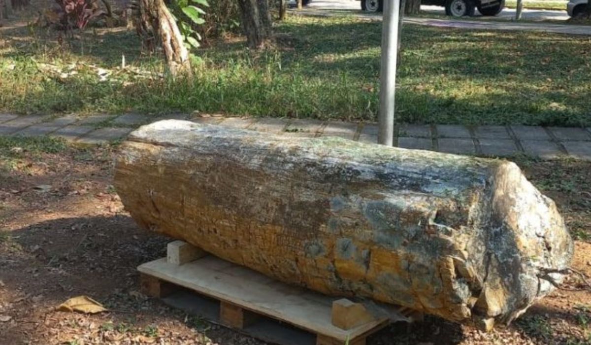 Tronco fossilizado de cerca de 300 milhões de anos após ser levado ao Museu de Geociências da USP, em São Paulo. Crédito: Miriam Della Posta de Azevedo/USP.