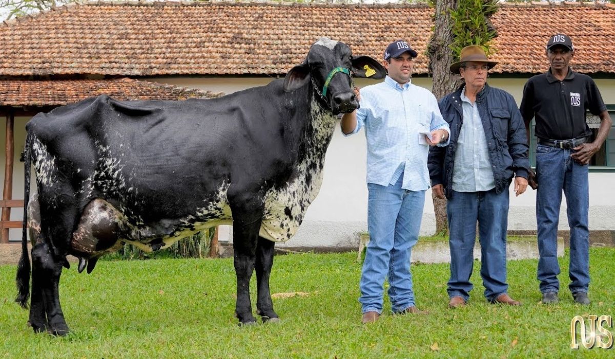 Vaca Marília, de Areias (SP), produziu 123,61 litros de leite em 24 horas e entrou para o Guinness com recorde mundial de ordenha. - Imagem: Divulgação