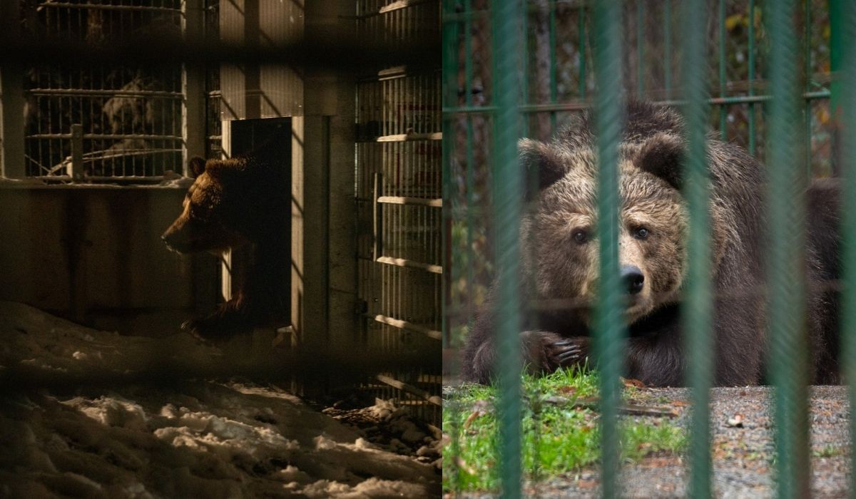 Ursa Mici deixa jaula após 23 anos, viaja da Eslovênia à Áustria e ganha árvores, arbustos e um grande lago para explorar no santuário. Crédito: FOUR PAWS/Divulgação.