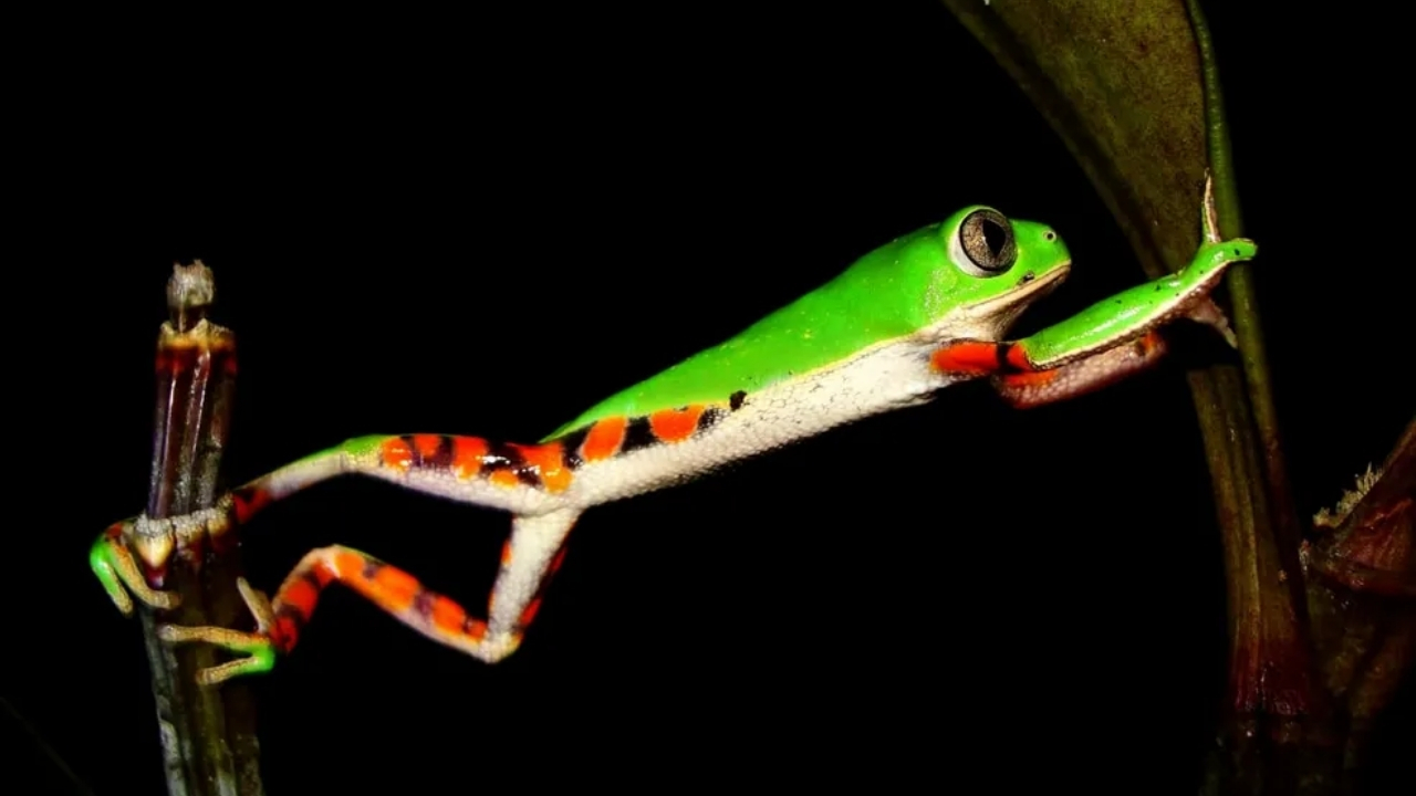 Perereca-macaco (Phyllomedusa distincta) sobre a vegetação da Mata Atlântica