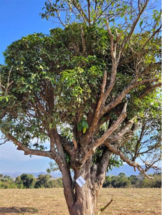 Muda de massaranduba (Persea willdenovii) monitorada pelo projeto PAS na Fazenda Copaíba, em Pouso Alegre (MG), onde árvores nativas são georreferenciadas e acompanhadas como parte das ações de restauração ambiental e proteção hídrica.
