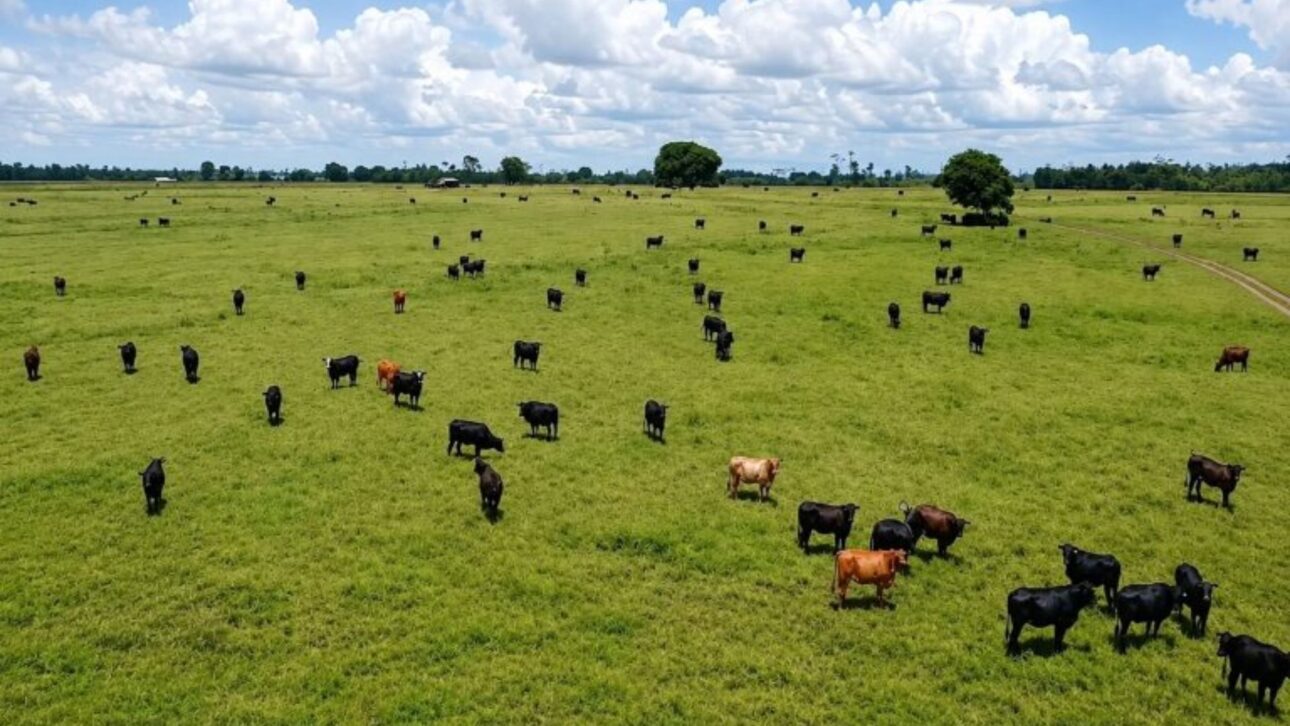 Aos 61 anos, Tarcísio Filho deixou as novelas para tocar a fazenda de 10 mil hectares no Pará que herdou do pai, com gado, milho e soja.