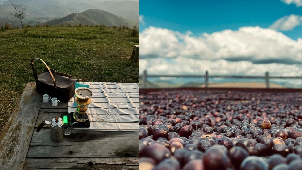 Fernanda Rodrigues transforma 40 hectares em cafezal agroflorestal, recupera nascentes e passa a produzir café especial após plantar 120 mil árvores.