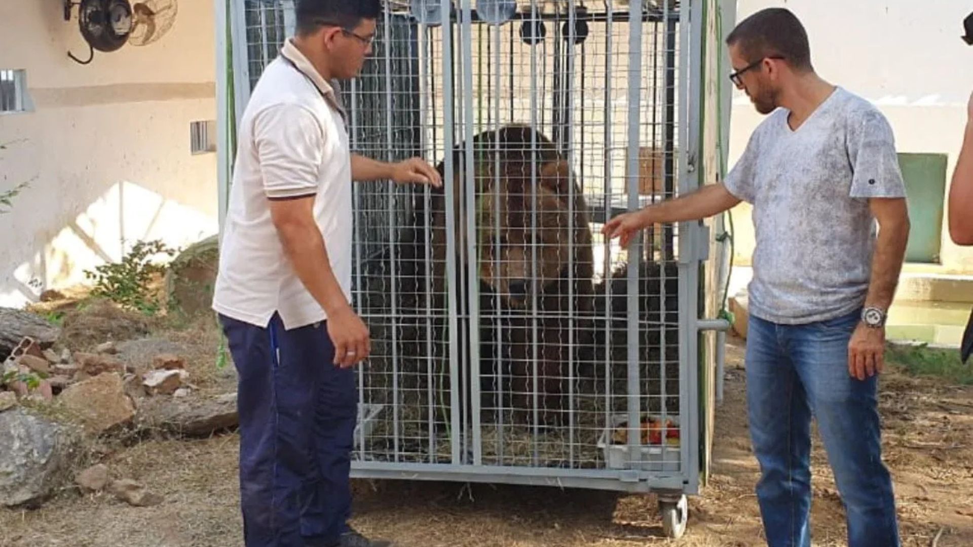 Urso-pardo é preparado em caixa especial durante a transferência de Canindé para o Rancho dos Gnomos, novo destino de Kátia e Dimas. (Imagem: Kid Junior)