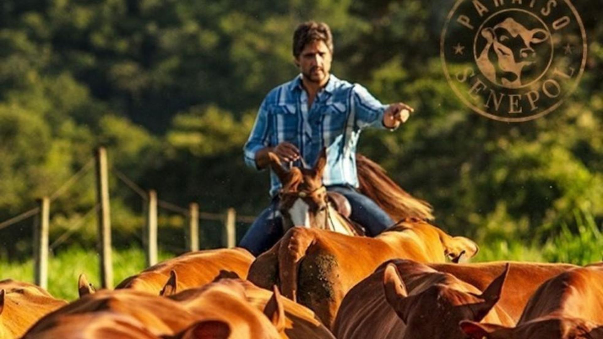 Léo Chaves transforma a Fazenda Paraíso, em Uberlândia, em negócio de genética bovina com criação de Senepol e leilões especializados.