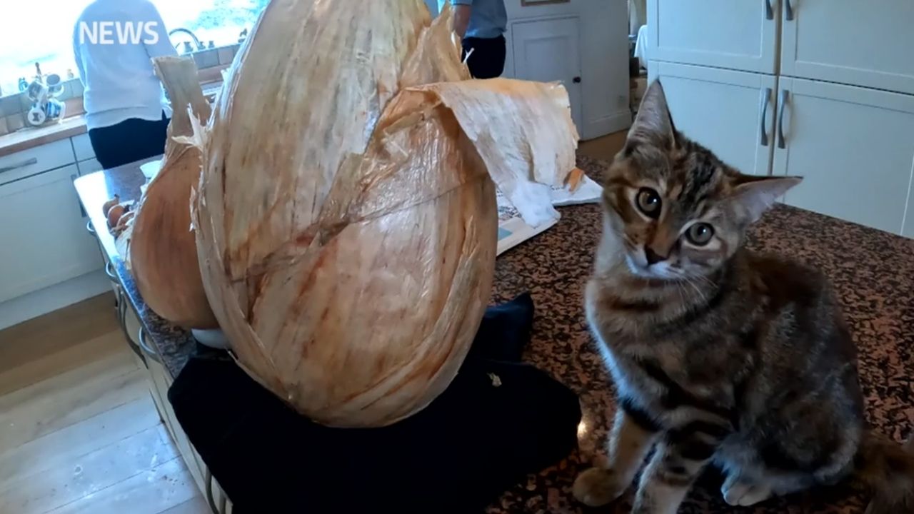 Cebola gigante de Gareth Griffin bate recorde mundial no Reino Unido e entra no Guinness World Records após cultivo de 8,97 kg.