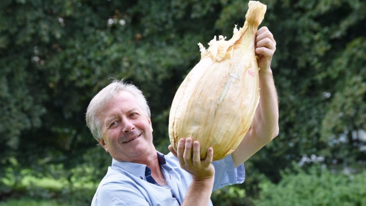 Cebola gigante de Gareth Griffin bate recorde mundial no Reino Unido e entra no Guinness World Records após cultivo de 8,97 kg.