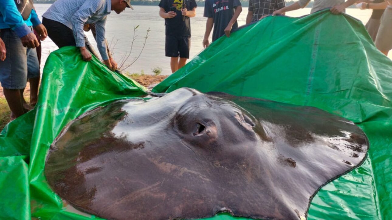 Uma arraia-gigante de 300 kg e 3,98 metros foi capturada no rio Mekong, no Camboja, pesada por cientistas, marcada com transmissor e devolvida viva ao rio após estabelecer um recorde mundial.