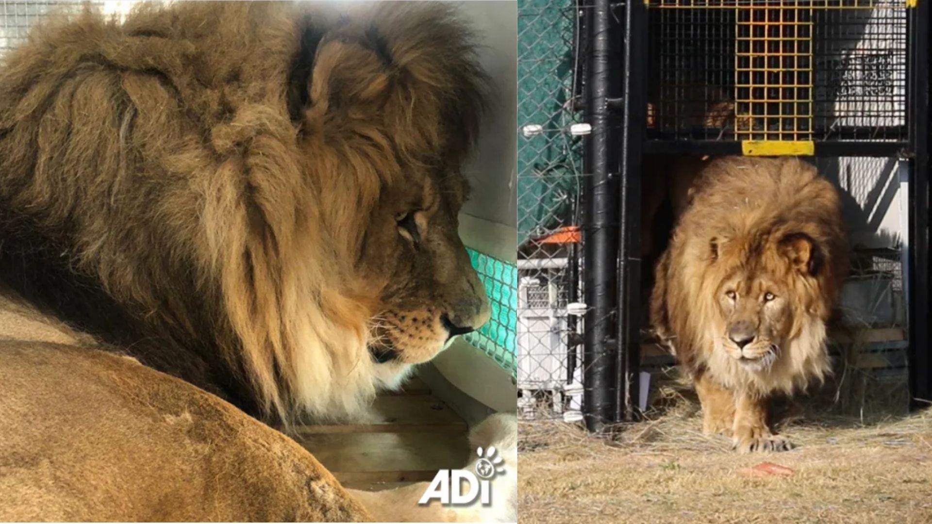 Ruben passou seis anos sozinho após o fechamento de um zoológico na Armênia, foi levado para um santuário na África do Sul e voltou a brincar, se movimentar melhor e rugir com outros leões.