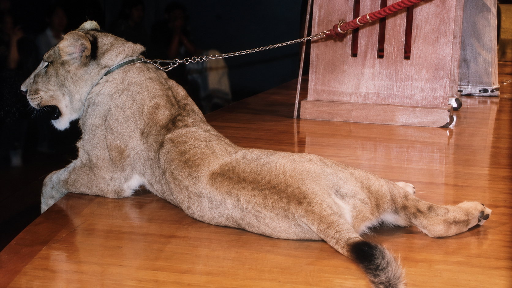 Leoa tem os dedos cortados ainda filhote para impedir que as garras cresçam em circo na Guatemala, passa cerca de oito anos mancando com dor,