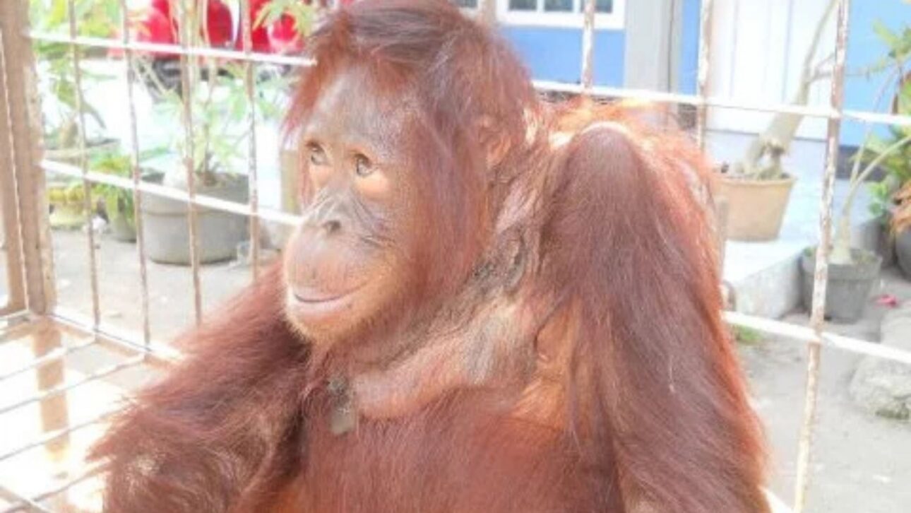 Orangotango passa anos com corrente pesada presa ao pescoço até metal abrir ferida profunda