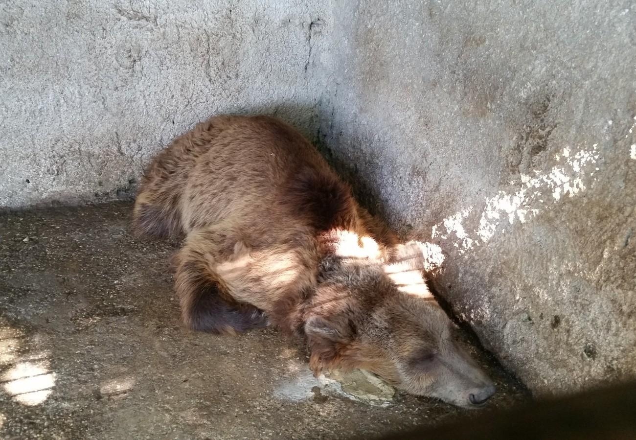 Urso acorrentado ainda filhote passa cinco anos com o ferro entrando na própria carne até quase não conseguir respirar