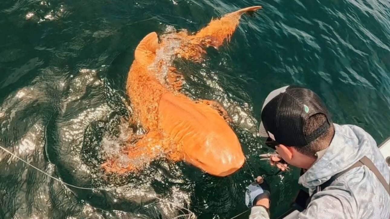 Tubarão-lixa com coloração alaranjada foi encontrado nas águas da Costa Rica e chamou atenção de pesquisadores por apresentar uma rara alteração de pigmentação.
Foto: Garvin Watson; Juan Pablo/@ParisminaDomusDei/Facebook