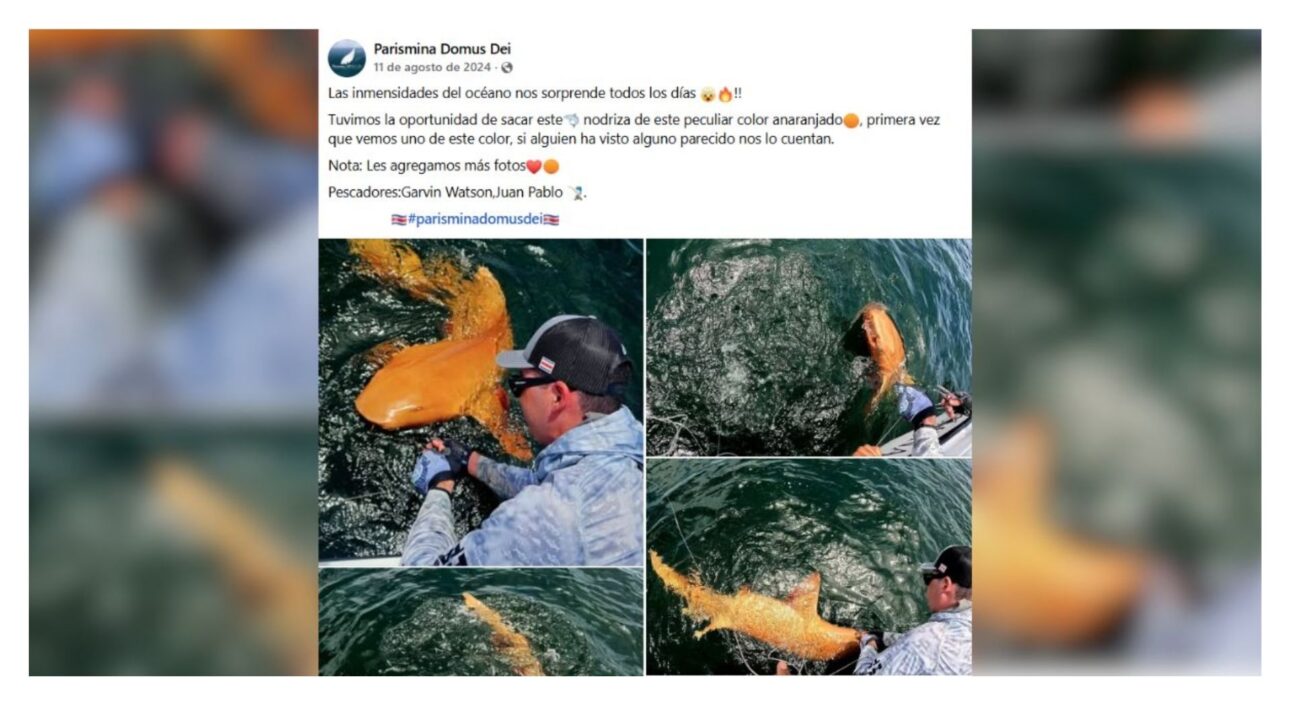 Registro divulgado pela página Parismina Domus Dei, no Facebook, mostra o tubarão-lixa de aparência alaranjada encontrado por pescadores.
Foto: Garvin Watson; Juan Pablo/@ParisminaDomusDei/Facebook
