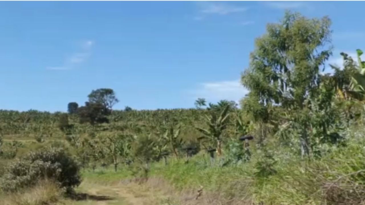 Café em agrofloresta transforma pasto degradado com árvores nativas e produção agrícola para recuperar a Mata Atlântica no Vale do Paraíba.