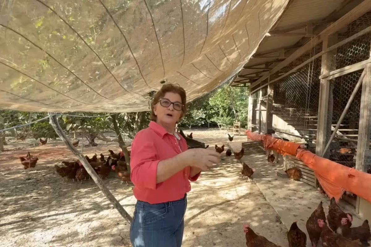 Professora aposentada trocou o projeto de campo de futebol por três galpões de galinha em Sinop e hoje colhe cerca de 650 ovos caipiras por dia