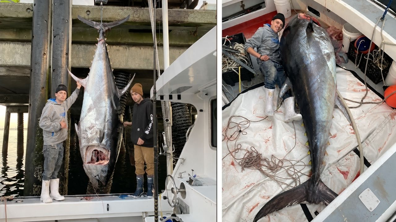 Atum-rabilho gigante em Massachusetts: pescadores pensaram ser um tubarão, mas peixe de 450 kg travou o guincho do barco.