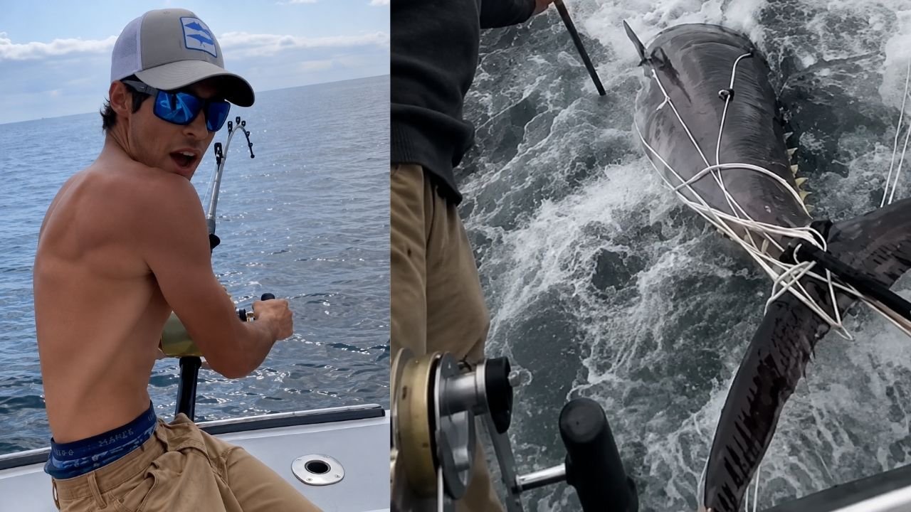 Atum-rabilho gigante em Massachusetts: pescadores pensaram ser um tubarão, mas peixe de 450 kg travou o guincho do barco.