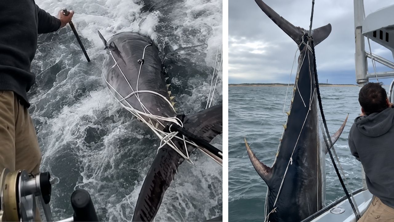 Atum-rabilho gigante em Massachusetts: pescadores pensaram ser um tubarão, mas peixe de 450 kg travou o guincho do barco.