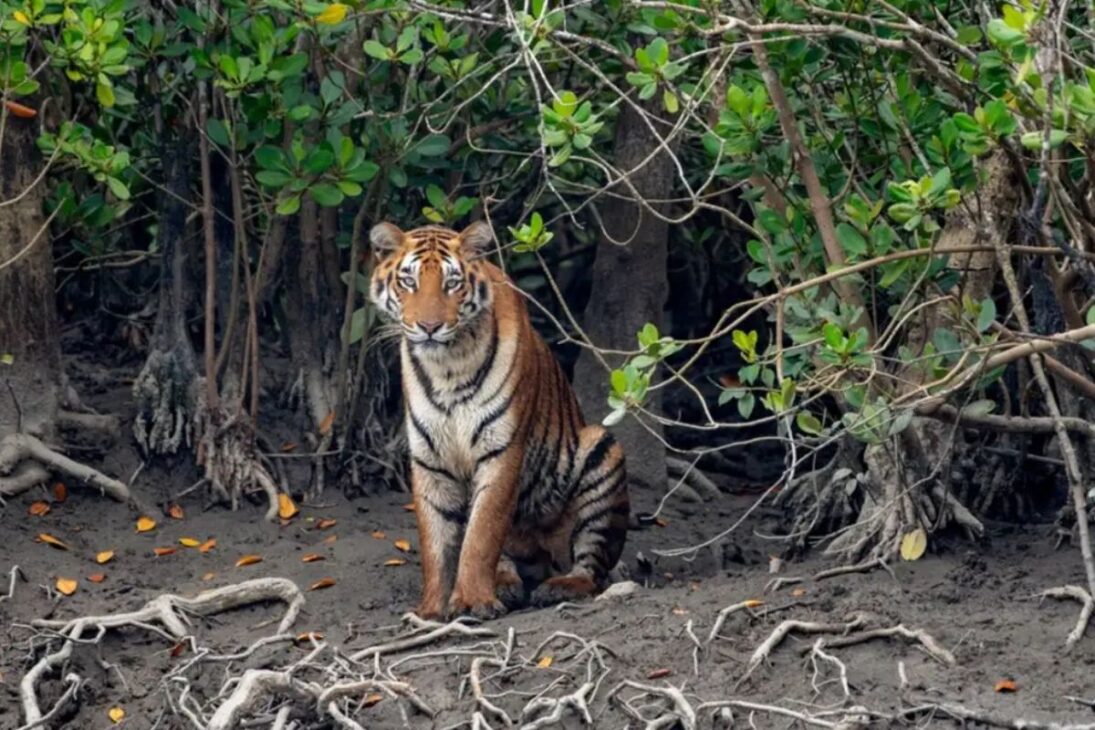 Os Sundarbans têm 10 mil km², são o maior manguezal do mundo e abrigam tigres adaptados a uma vida quase anfíbia, capazes de nadar longas distâncias