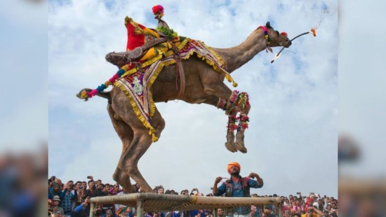 A aparência dos animais é um dos principais critérios das competições de beleza de camelos, que atraem criadores interessados em valorizar seus exemplares.
Foto: Matador Network/@matadornetworktravel/Pinterest