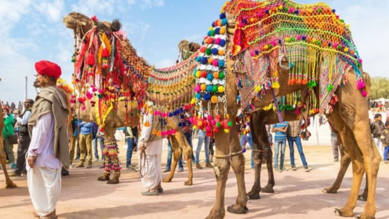 Camelos são avaliados durante o tradicional concurso de beleza realizado em Omã, onde características físicas como pescoço, lábios e corcova influenciam a disputa.
Foto: Julie Summersquash/@jewelley9/Pinterest