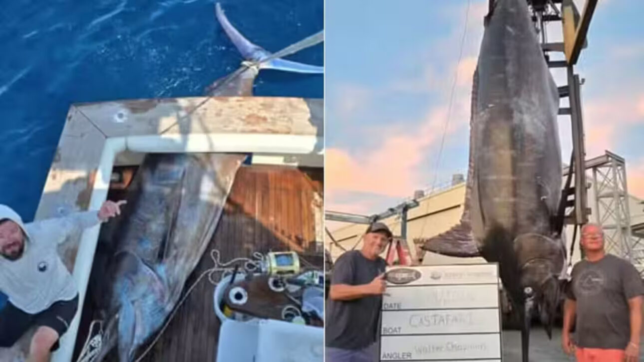 Pescadores pensaram ter pescado um tubarão, mas fisgaram um marlim gigante de 544 kg a 160 km da costa, maior exemplar da espécie já capturado na Costa Leste dos EUA