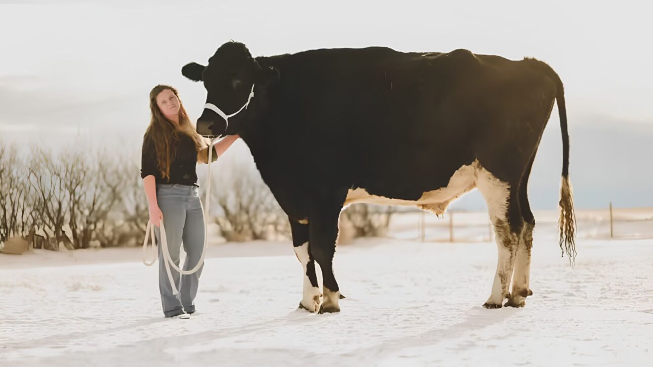 Com 1,95 metro de altura e mais de 1,1 tonelada, Beef é o boi mais alto vivo do mundo, devora cerca de 45 kg de alimento por dia, consome mais de 1,1 tonelada por mês e cresceu tanto que já não cabe nem no próprio reboque