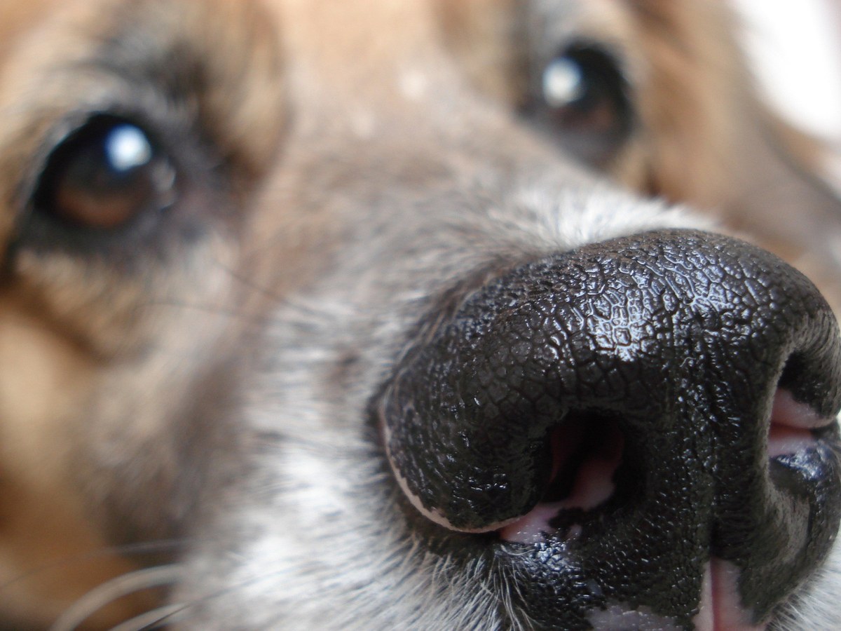 Cachorro sumido havia quase dois meses aparece do nada aos pés de um repórter durante tran — imagem 2