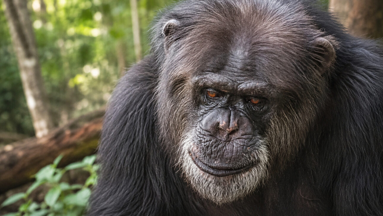 Após 34 anos em laboratórios, chimpanzé Alex que passou adolescência em pequena gaiola metálica percorre 12 horas e chega a santuário de 95 hectares com floresta na Geórgia