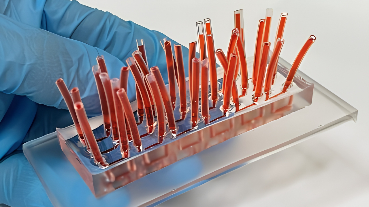Dispositivo desenvolvido pelo CNPEM cultiva células em 3D, permite testes sob fluxo e recupera os modelos intactos para novas análises.
