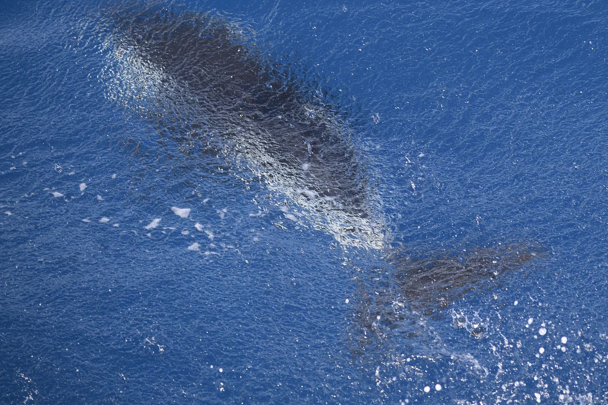 Dois golfinhos-cruzados nadando logo abaixo da superfície do mar, com o padrão preto e branco visível através da água azul