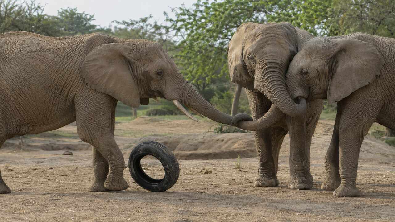 Madhubala reunida com elefantas no Karachi Safari Park após longa separação