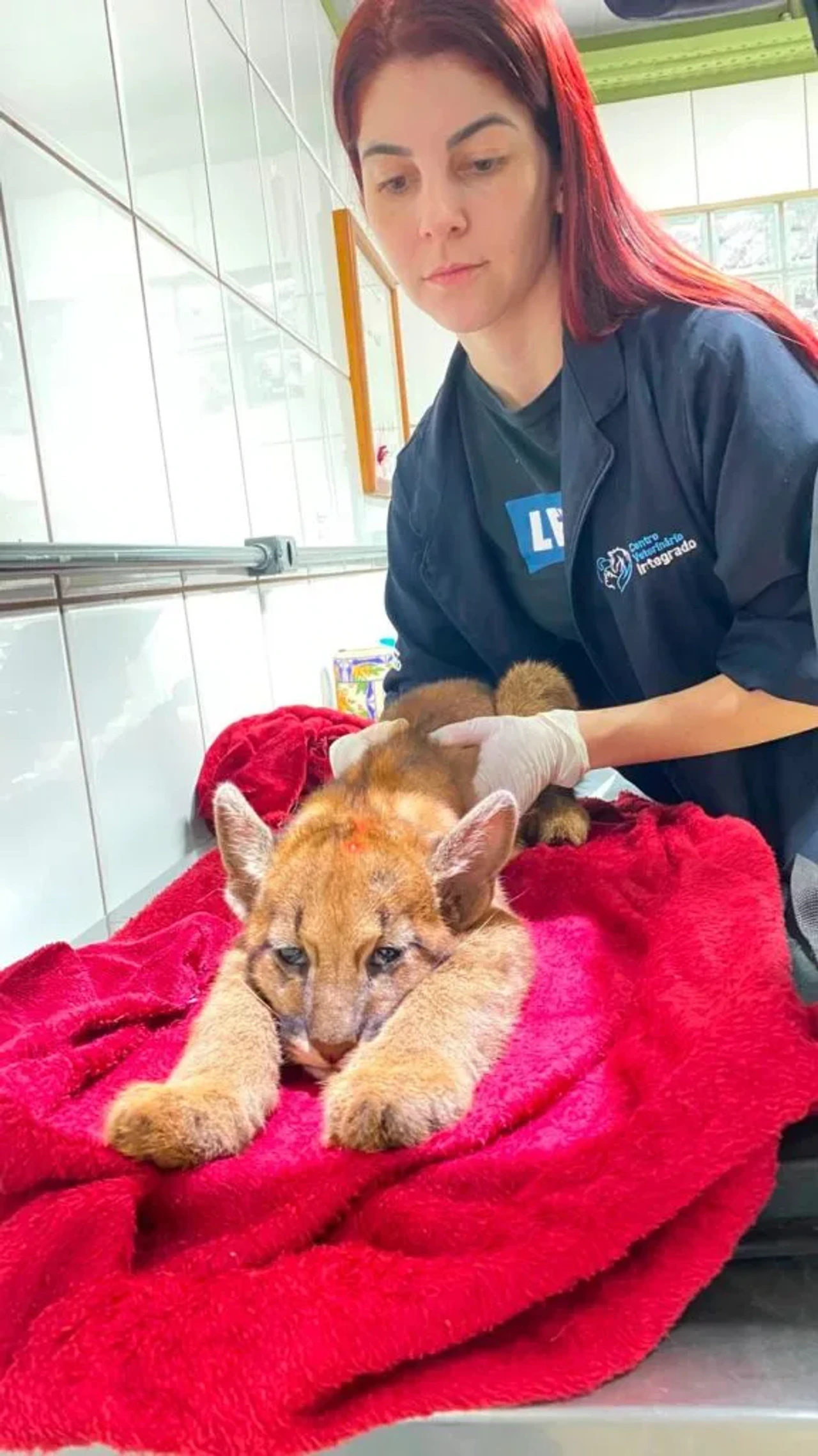 Veterinária atende filhote de onça-parda resgatada em Luiziana