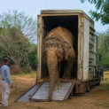 Após cerca de 40 anos em circos e sete em um zoológico, Rana atravessou 2.700 km numa caixa de aço de cinco toneladas até um santuário de mais de mil hectares em Mato Grosso.