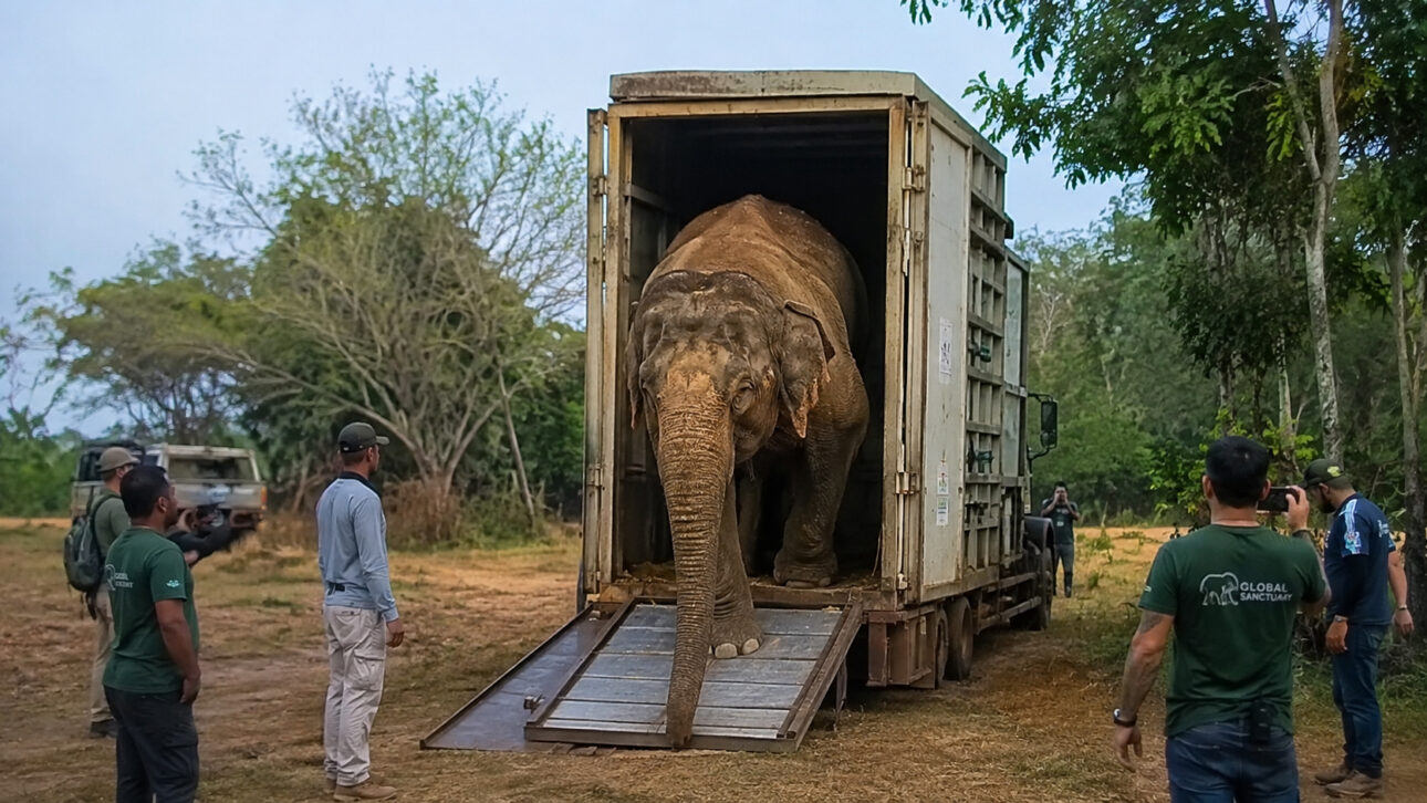 Após cerca de 40 anos em circos e sete em um zoológico, Rana atravessou 2.700 km numa caixa de aço de cinco toneladas até um santuário de mais de mil hectares em Mato Grosso.