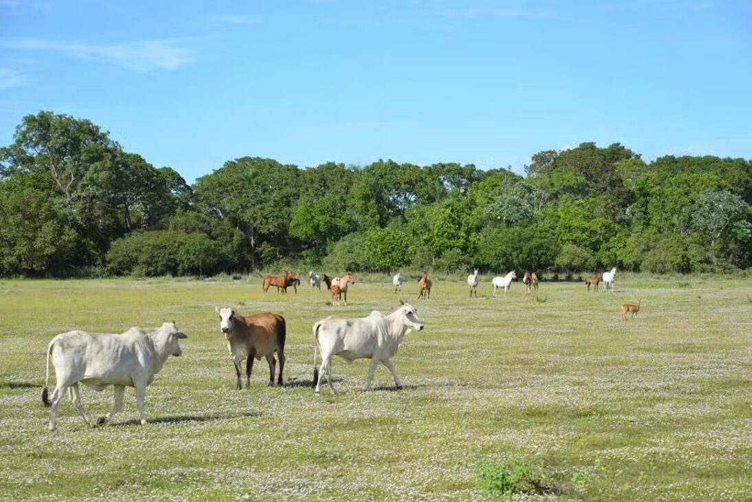 Rebanho de gado e cavalos em campo aberto cercado por mata nativa no Pantanal.