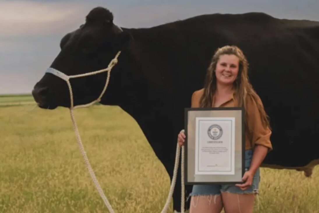 Com 1,95 metro de altura e mais de 1,1 tonelada, Beef é o boi mais alto vivo do mundo, devora cerca de 45 kg de alimento por dia, consome mais de 1,1 tonelada por mês e cresceu tanto que já não cabe nem no próprio reboque