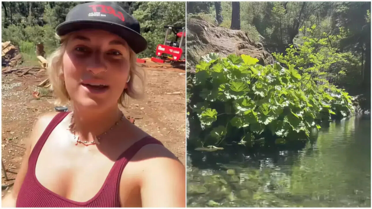 Casal da Califórnia abre mão da casa tradicional, compra 16 hectares de floresta isolada e passa anos limpando o terreno até criar vida autossuficiente com energia solar, água filtrada e ônibus adaptado
