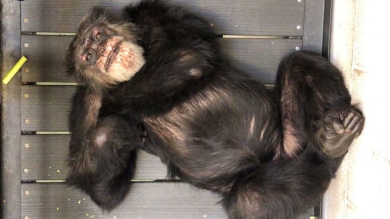 Após 34 anos em laboratórios, chimpanzé Alex que passou adolescência em pequena gaiola metálica percorre 12 horas e chega a santuário de 95 hectares com floresta na Geórgia