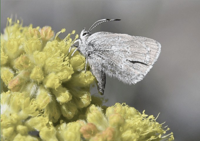 Borboleta acinzentada pousada sobre flores amarelas