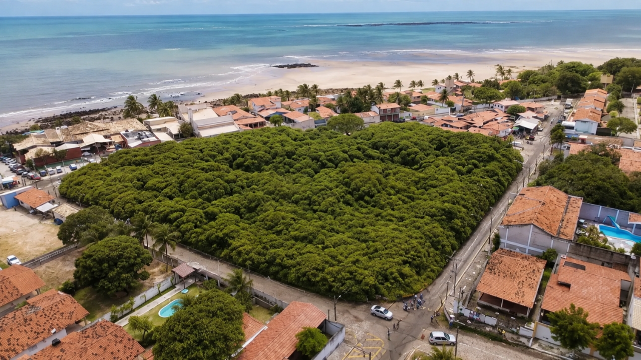 O Cajueiro de Pirangi, reconhecido como o Maior Cajueiro do Mundo, ocupa cerca de 8,5 mil m² e pode produzir até 2,5 toneladas de caju por safra.