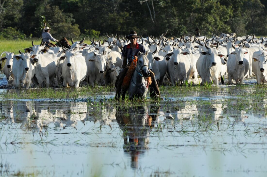 Peões a cavalo conduzem rebanho de gado branco por área alagada e cercada por vegetação no Pantanal.