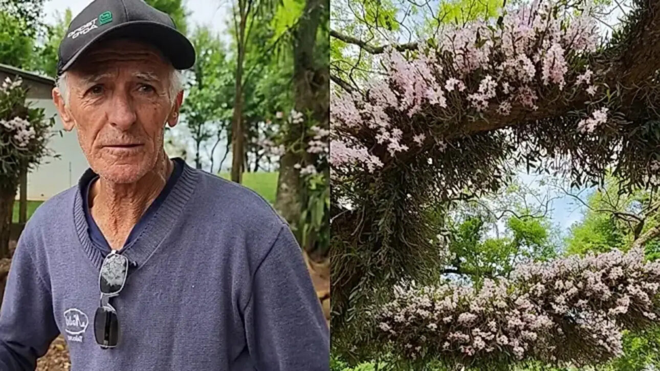 Seu Alcindo passa anos colocando orquídeas uma a uma em árvores perto de casa, prende cada muda com barbante, espalha flores pelos galhos e transforma a beira da rodovia em um jardim que já encantou mais de 578 mil pessoas