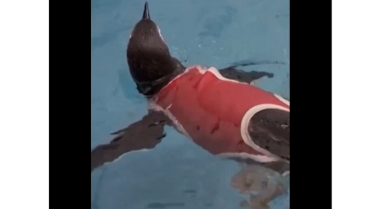 Pinguins usam coletes