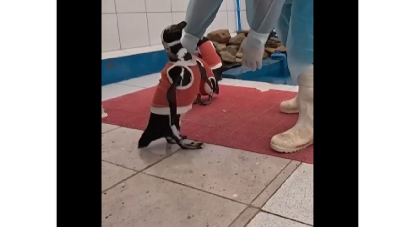 Pinguins usam coletes