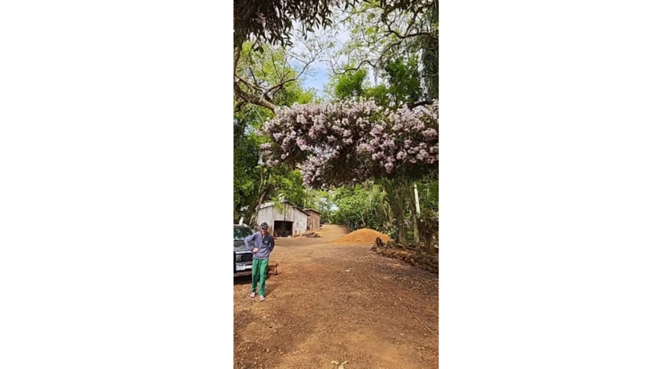 Seu Alcindo passa anos colocando orquídeas uma a uma em árvores perto de casa, prende cada muda com barbante, espalha flores pelos galhos e transforma a beira da rodovia em um jardim que já encantou mais de 578 mil pessoas