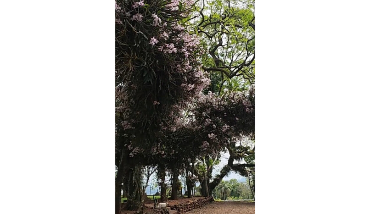 Seu Alcindo passa anos colocando orquídeas uma a uma em árvores perto de casa, prende cada muda com barbante, espalha flores pelos galhos e transforma a beira da rodovia em um jardim que já encantou mais de 578 mil pessoas